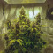 Auto Night Queen Seeds
