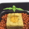 Original Auto Jack Herer Seeds - Cannabis Strain Seeds for Sale
