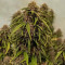 Vente de graines de cannabis Wedding Glue Auto (Fast Buds)