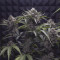 Purple Punch Seeds (Fast Buds) - Cannabis Strain Seeds for Sale