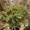 Big Bud Seeds (Seedstockers) - Cannabis Strain Seeds for Sale