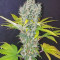 Orange Bud จาก Dutch Passion