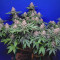Buy Outlaw feminized seeds by Dutch Passion