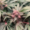 Black Cherry Punch Seeds - Cannabis Strain Seeds for Sale