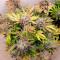 Do-Si-Dos OG Seeds - Cannabis Strain Seeds for Sale