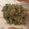 Green Crack Seeds - Cannabis Strain Seeds for Sale