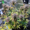 Mimosa Cake Auto fem cannabis seeds for sale