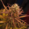 Strawberry Pie Seeds - Cannabis Strain Seeds for Sale