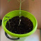 Achetez des graines féminisées Grandmommy Purple par Herbies Seeds