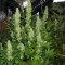 Achetez des graines féminisées Mimosa Shot par Herbies Seedbank