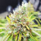Skywalker Haze feminized seeds (Dutch Passion)