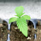 Afghan Kush Early Harvest feminized seeds