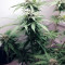 Auto Massassin feminized seeds