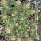 Blackberry Gum (Seedstockers)