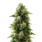 Durban Poison Auto Seeds