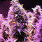 Hindu Kush regular (Sensi Seeds)