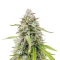 Humboldt Headband Autoflower Feminized Seeds (Humboldt Seed Company)