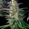 Medi Bomb 2 feminized seeds