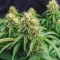 Graines de cannabis Northern Flame (Secret Valley Seeds)