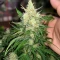 Northern Lights Autoflower Seeds