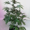 Pink Kush (Barney's Farm)