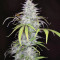 Smoothie Auto (Fast Buds)