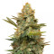 Graines de cannabis Three Blue Kings (Humboldt Seeds Organization)