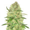 Graines féminisées de Sugar Candy (Delicious Seeds)