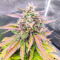 Totally Alpha OG Feminized Seeds (AlphaFem Seeds)