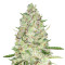 Sweet Skunk Auto Seeds