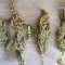 Original Auto Russian Seeds