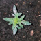 Auto Do-Si-Dos Cookies (00 Seeds)
