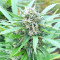 BCN Critical XXL