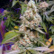 Black Gum feminized seeds