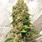 Claustrum (Positronics Seeds)