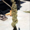Double Glock Seeds