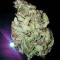 Graines de cannabis Goxuak Auto (Genehtik Seeds)