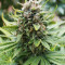 King Kong Seeds