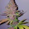 Purple Queen strain