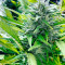 Rockbud feminized seeds