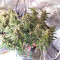 Skywalka Cookies Seeds