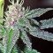 Violeta feminized seeds