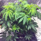 Graines de cannabis Wedding Cake (Big Head Seeds)
