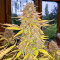 Sementes Feminizadas de Acid Rain Autoflower (EGS)