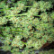 Afghan Kush (Herbies Seeds)