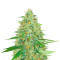 Afghan Kush (Herbies Seeds)