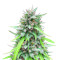 Auto White Widow CBD Seeds