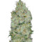 Big Bomb feminized seeds