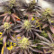 Dozywelly OG Feminized Seeds (AlphaFem Seeds)