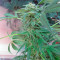 Durga Mata II CBD (Paradise Seeds)